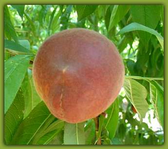 Melocot�n paraguayo sin tratamientos